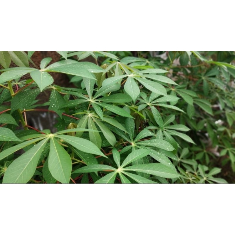 

daun singkong buat sayur segar