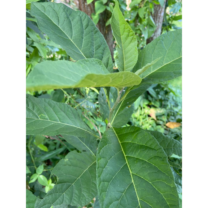 

Daun afrika segar daun afrika selatan 1 kg petik langsung-az