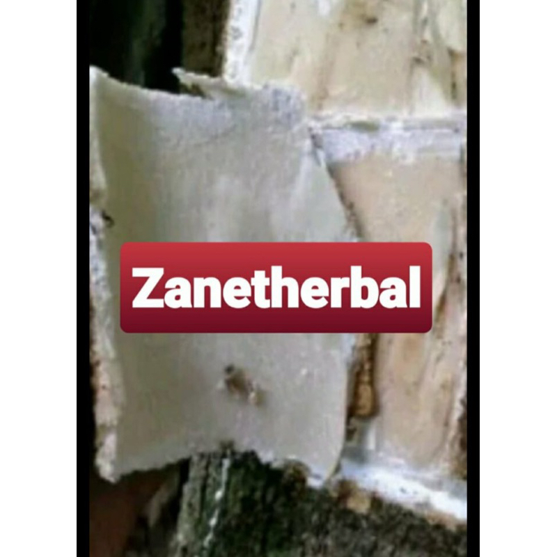 

Kulit pohon pule kulit lame kulit pulay segar 250 gram-az