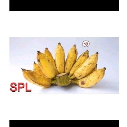 

PISANG KIPAS GENDUET