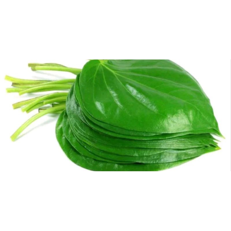 

daun sirih hijau segar alami dan harga terjangkau(3 pcs)
