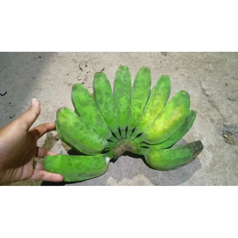 plastik bungkus buah