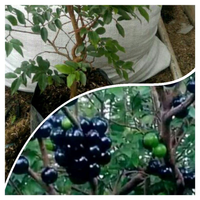 Bahan Bonsai ANGGUR BRAZIL batang besar