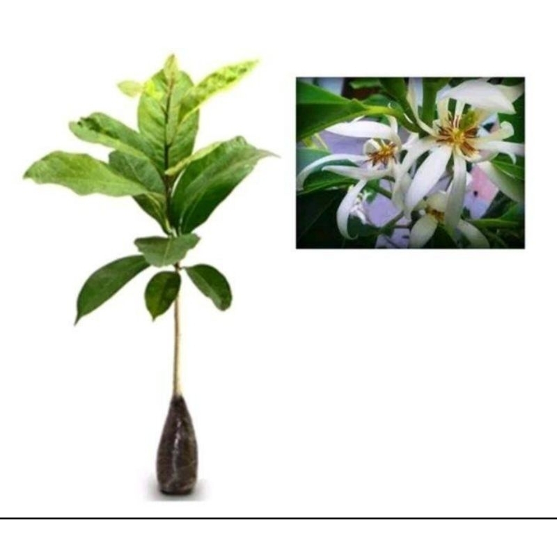 Bibit Bunga Kantil Putih Asli