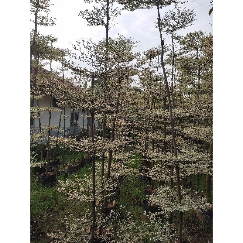 pohon ketapang kencana varigata 2 meter