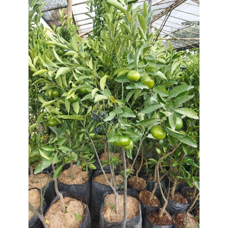 

jeruk santang madu 3 pohon