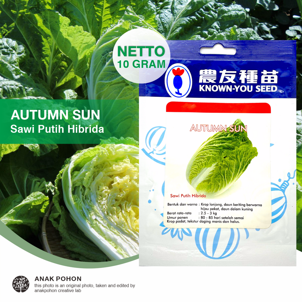 (1 PACK) Benih Sawi Putih Autumn Sun Hibrida F1 Seeds - Known You Seed KYS - 10 GRAM