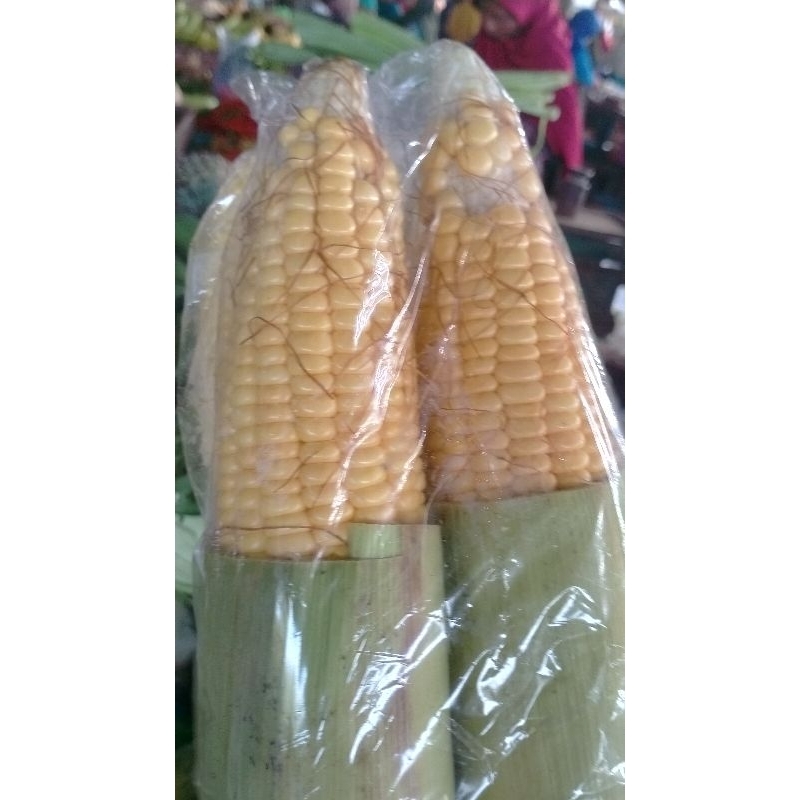 

Jagung manis kemasan 1 kg