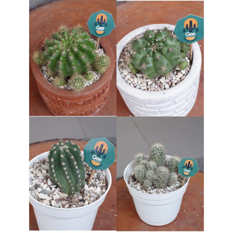 PAKET KAKTUS/ Sukulen / Tanaman kaktus / pot kaktus / kaktus ownroot / kaktus potelan / hampers kakt