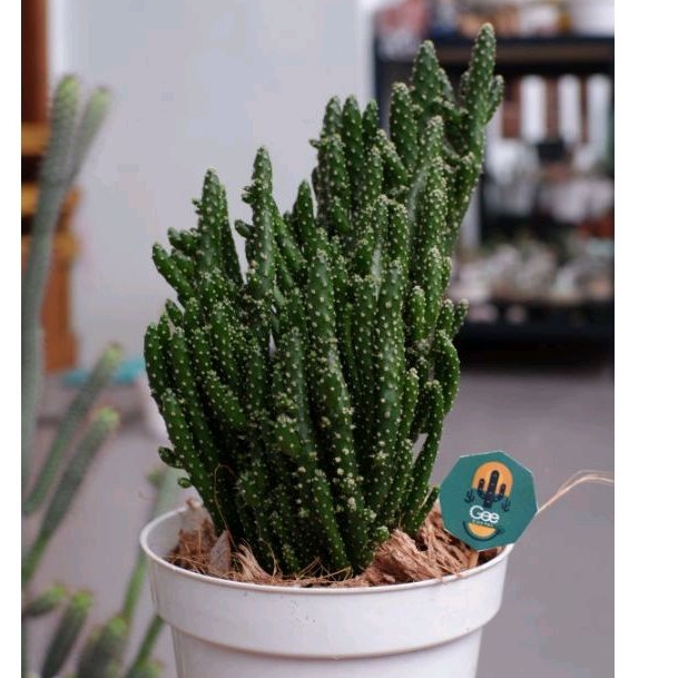 Kaktus / Sukulen / Tanaman kaktus / pot kaktus / kaktus ownroot / kaktus potelan / hampers kaktus / 