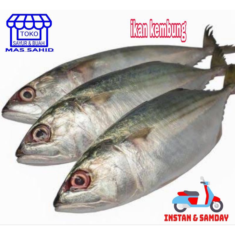 

Ay00! Ikan Kembung Segar Kembung Banjar/Layang Kirim instan & someday