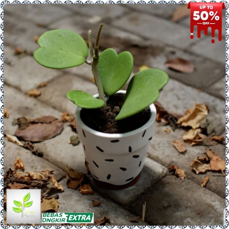 tanaman hias hoya love - tanaman hoya