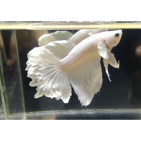 Cupang Halfmoon White Platinum Rosetail Big Ear Real Pict Sesuai Foto