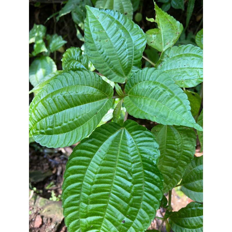 

Daun pohpohan segar petik langsung kirim-az