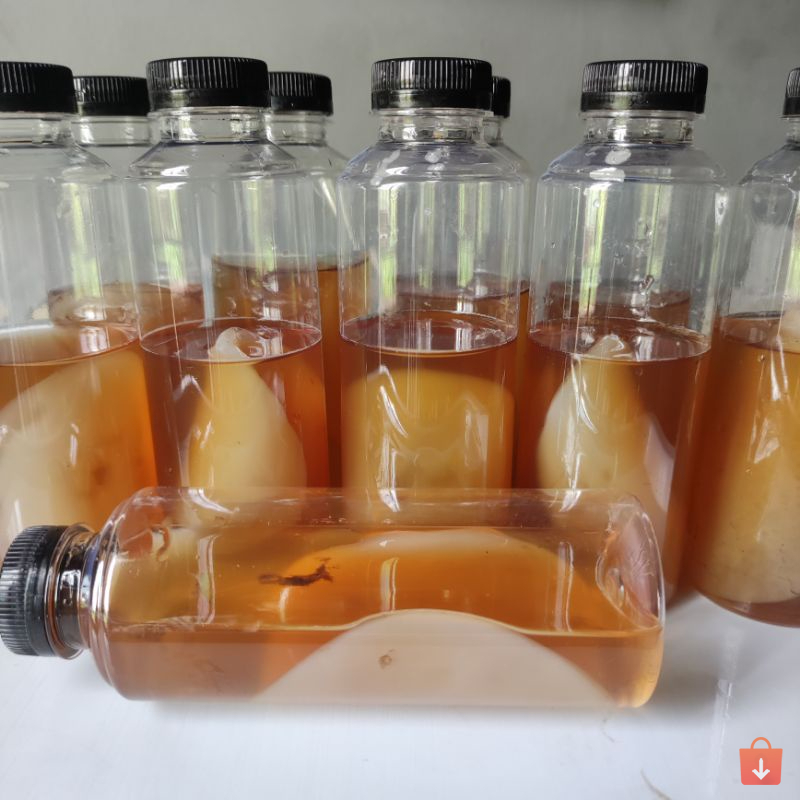 

PL89-HOT PROMO BIBIT SCOBY KOMBUCHA DAN STARTER Terbaru