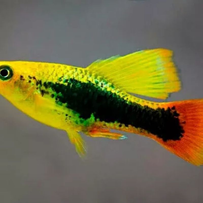 ikan platy cendrawasih