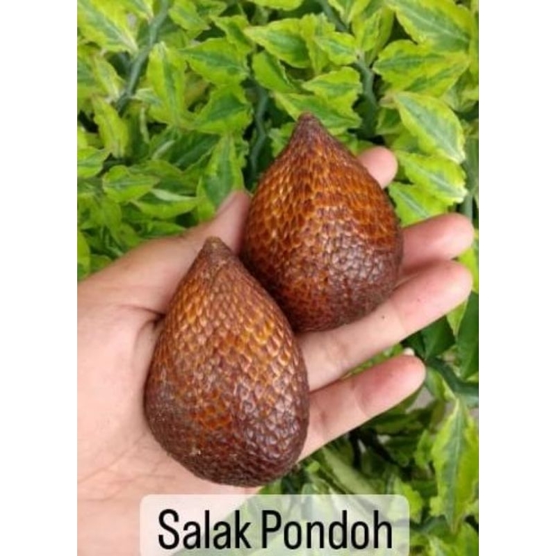 

salak pondoh 1 kg