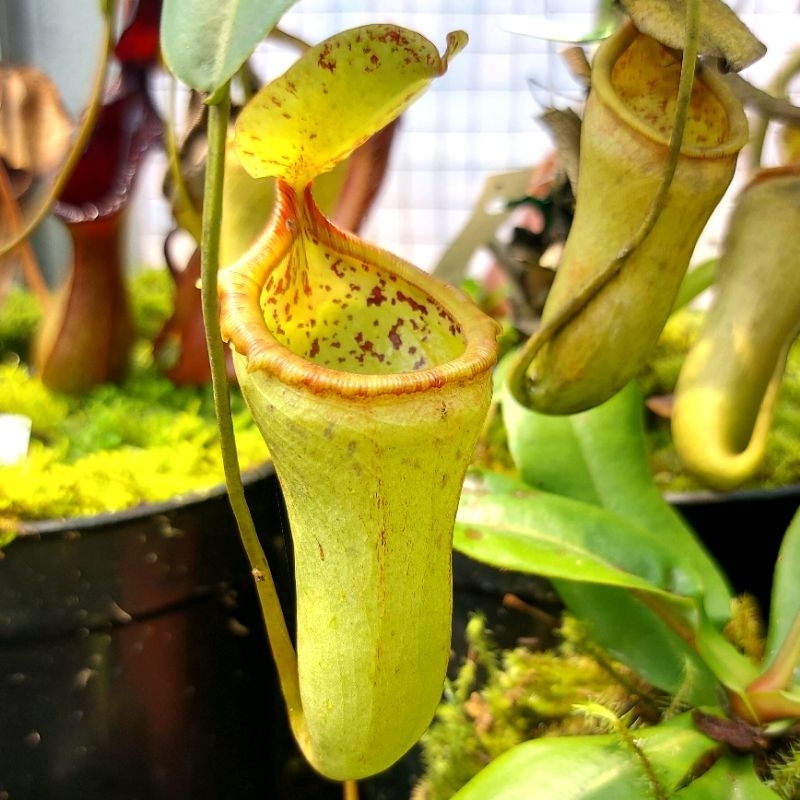 KEREN Nepenthes Hybrid Ventricosa x Campanulata kantung semar