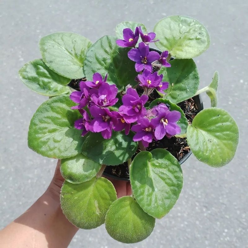 Tanaman hias violces bunga ungu tua Violet Afrika (African violets)