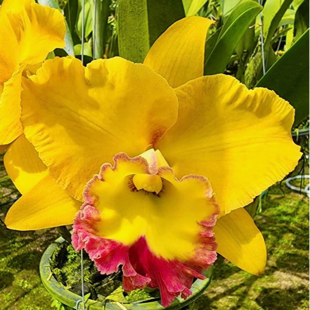 Anggrek Nonthaburi Fortune 'Asian Harmony' CATTLEYA TAIWAN remaja / dewasa (sudah berbunga berkali-k