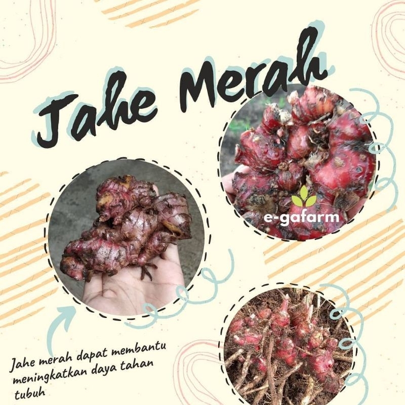 Bibit Jahe Merah Asli Original Terlaris