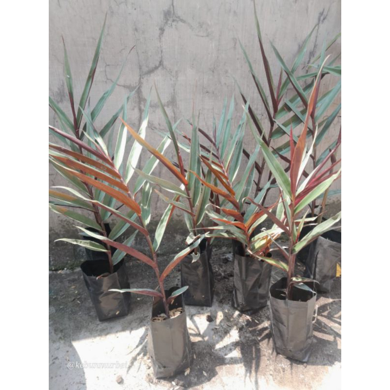 Jahe Wulung Hitam jahe Hitam