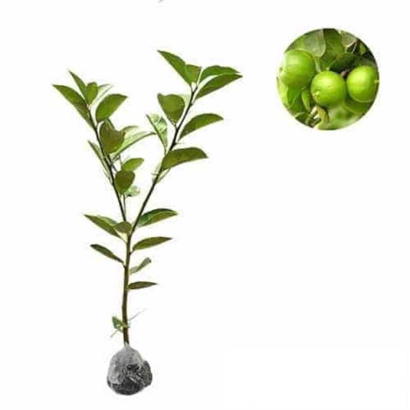 Tanaman buah jeruk limau/nipis super