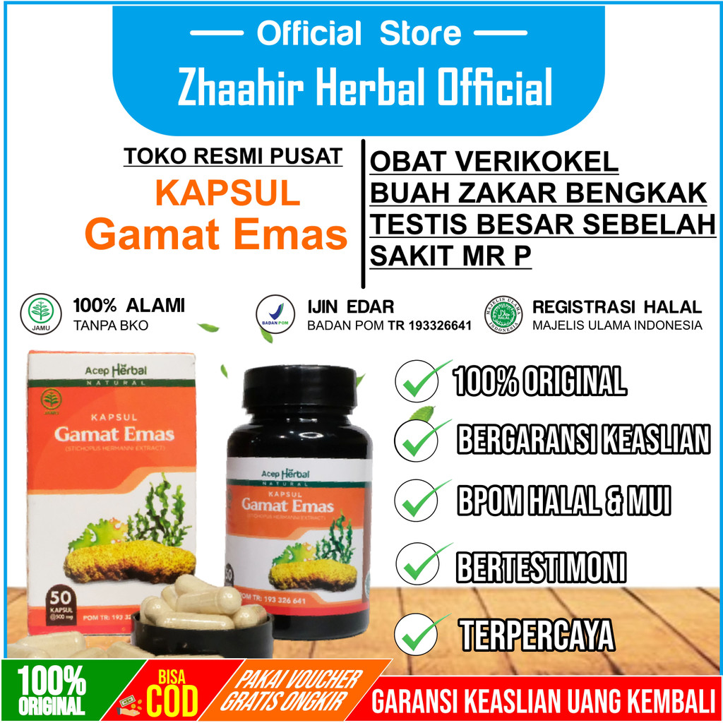 Kapsul Gamat Emas Asli Obat Verikokel Buah Zakar Bengkak Testis Bengkak Sakit Mr P Sakit Kencing