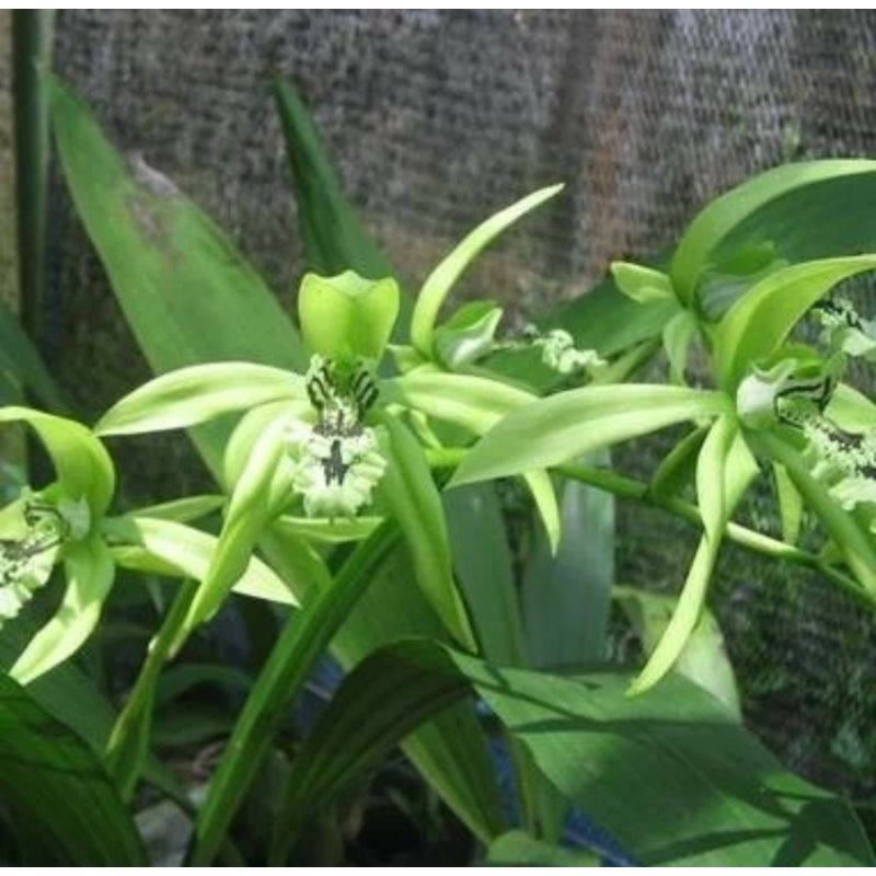anggrek hitam/Coelogyne Pandurata