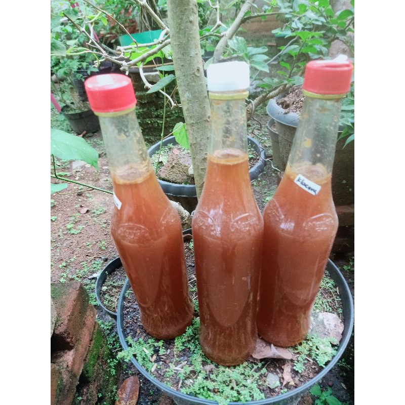 

Madu Klanceng Kusus Asam Lambung Dan Sakit Perut