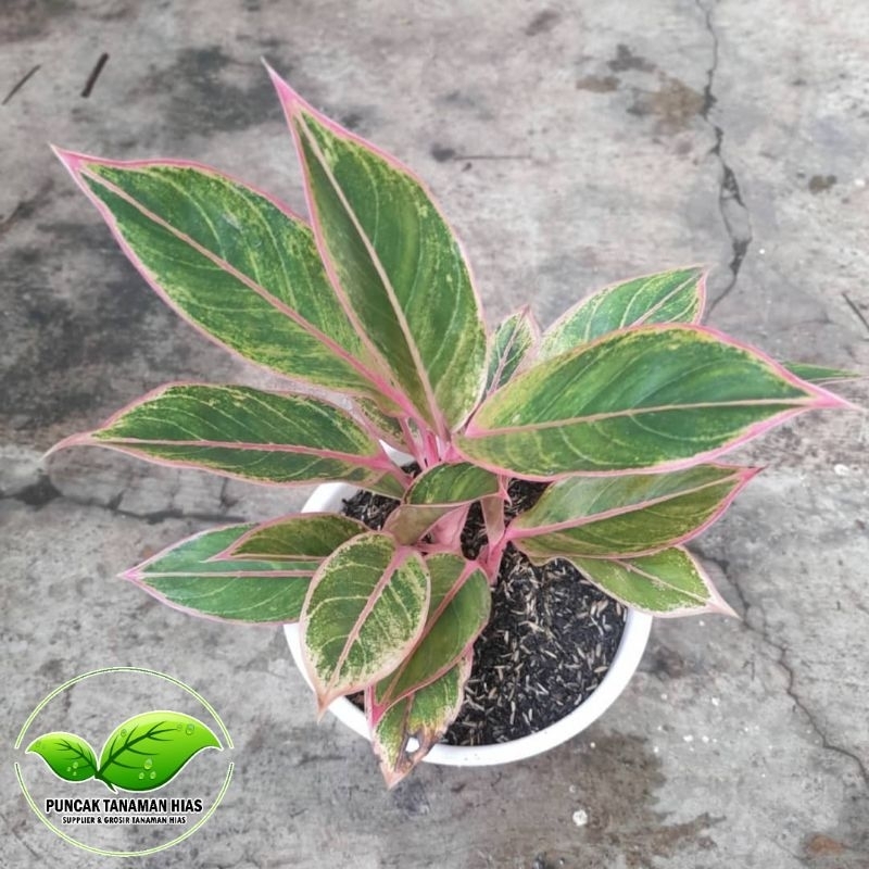 Aglonema lipstik pink - Aglonema lipstik pink klasik