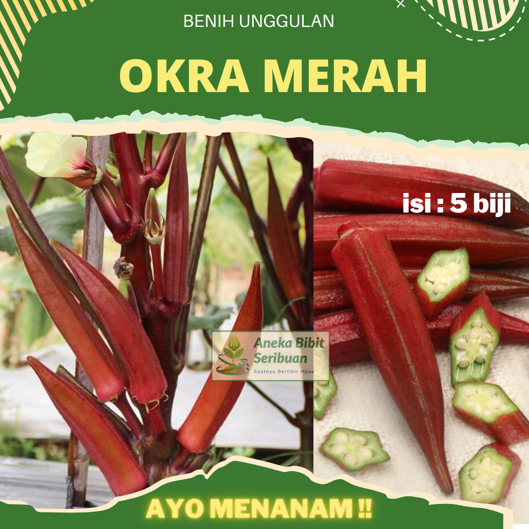 5 Biji - Benih Okra Merah Kaya manfaat - Bibit Sayur Sayuran Okra Bibit Okra Hijau
