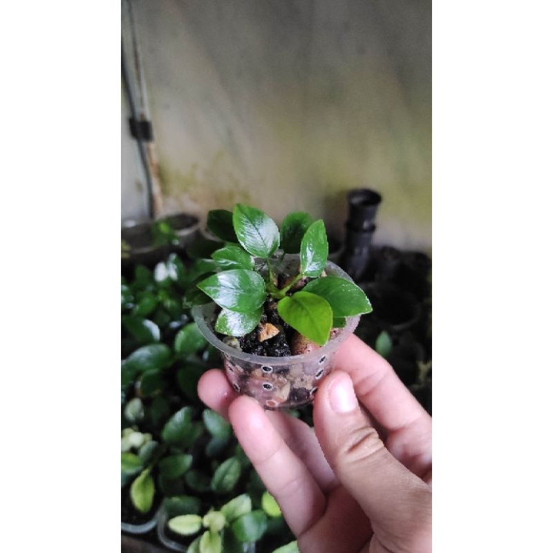 Anubias Nana