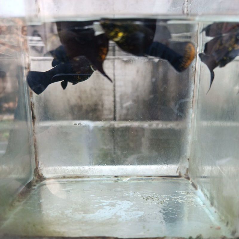Ikan Molly /Black Molly /Golden Black Molly / Molly/ pakan predator