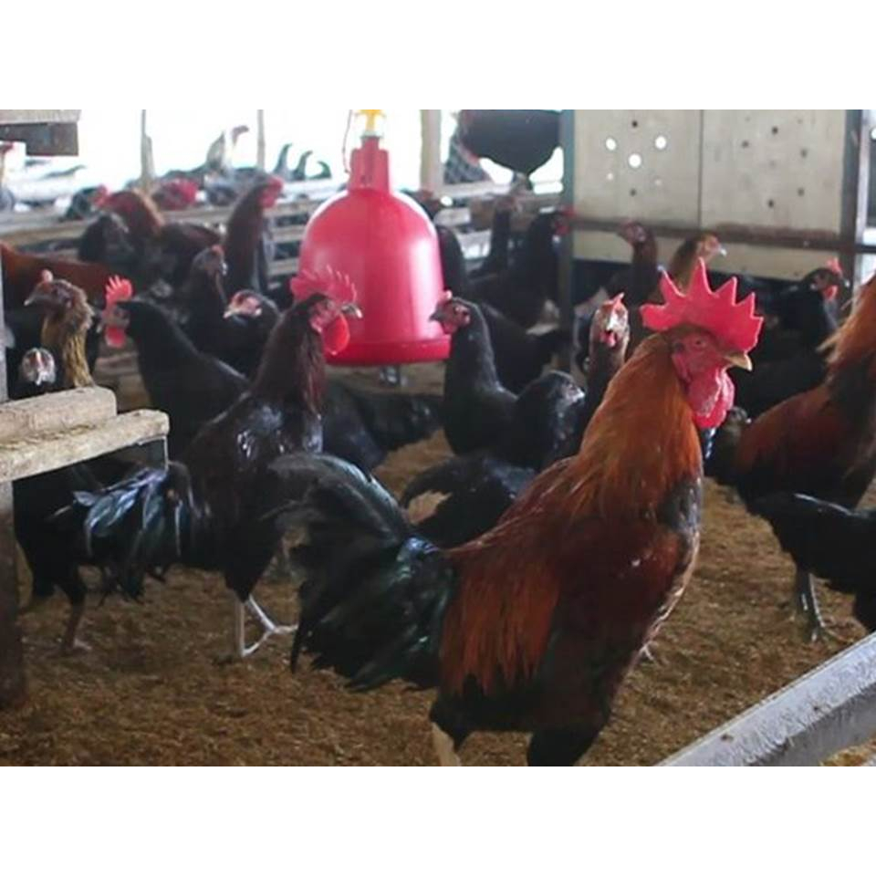 FGFG56846 TELUR FERTIL AYAM KUB1, KUB2 - TELUR TETAS AYAM KUB 1 DAN KUB 2 564568