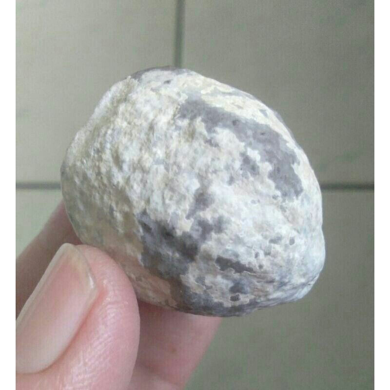 Kemiri Adu Muncang Adu Jayanti Jawa Ori Kaliwiro Tua Jatuhan