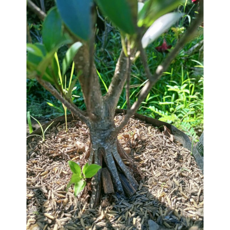 Kimeng pecah batang 8