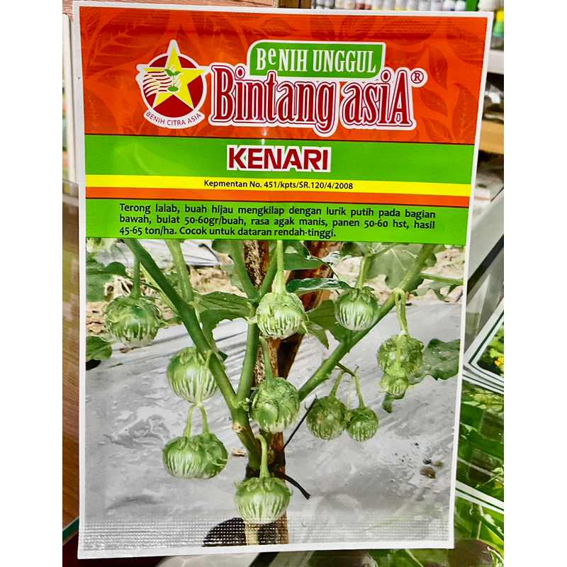 Benih Terong Lalap Kenari - Bintang Asia