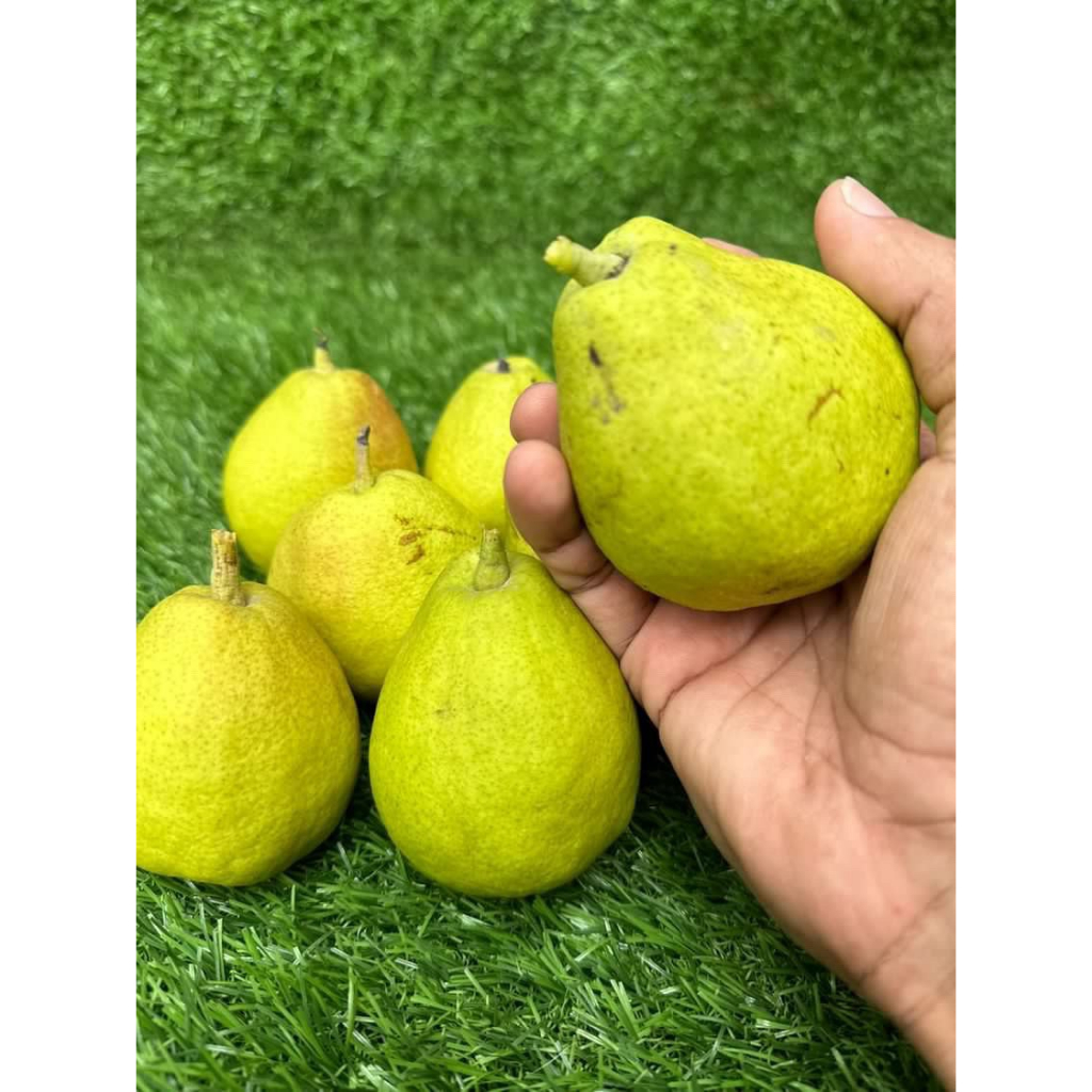 

TOKO BUAH SEGARSTOP - pear xianglie (+600gr)