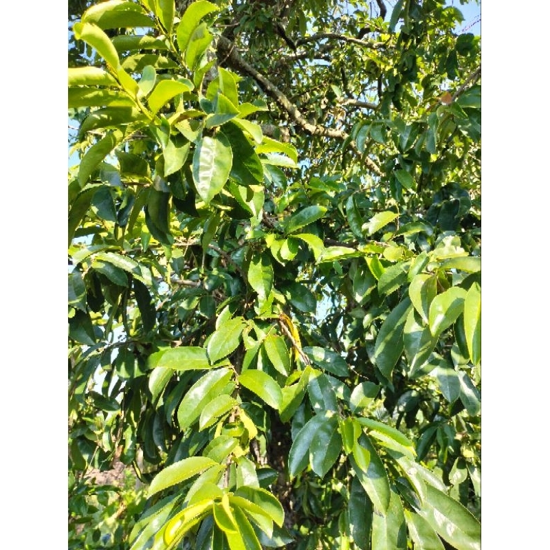

DAUN SIRSAK FERSH 50 LEMBAR