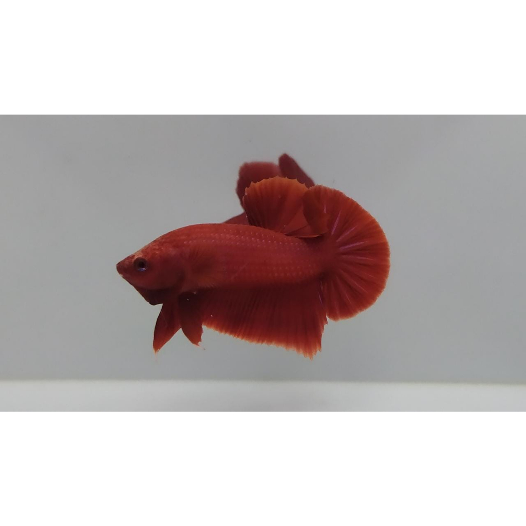 Ikan Cupang Plakat Super Red