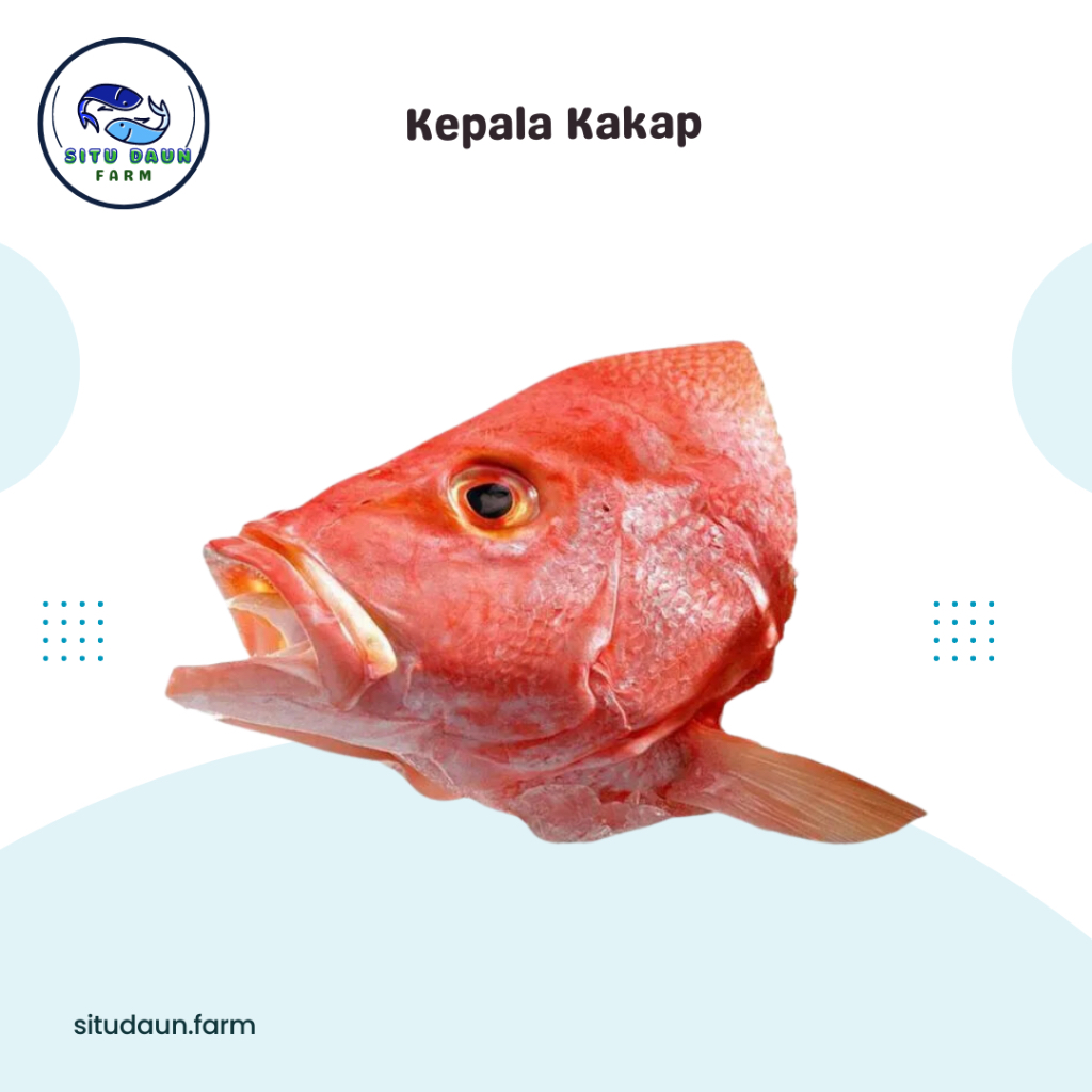 

Kepala Ikan Kakap 500 Gr dan 1000 Gr Murah