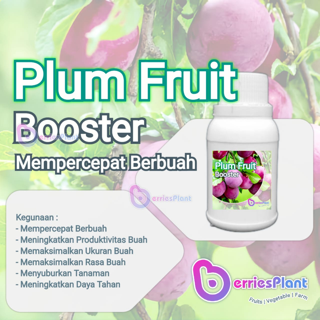Booster Buah Plum SUPER | Mempercepat Berbuah | Perangsang Bunga  |  Perangsang Buah | Cepat Berbuah