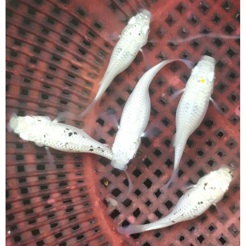 Mainan Molly/Moly Marble Indukan (Paket 3pcs)