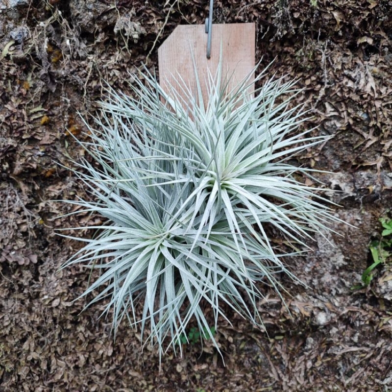 Tillandsia Cotton Candy Cluster