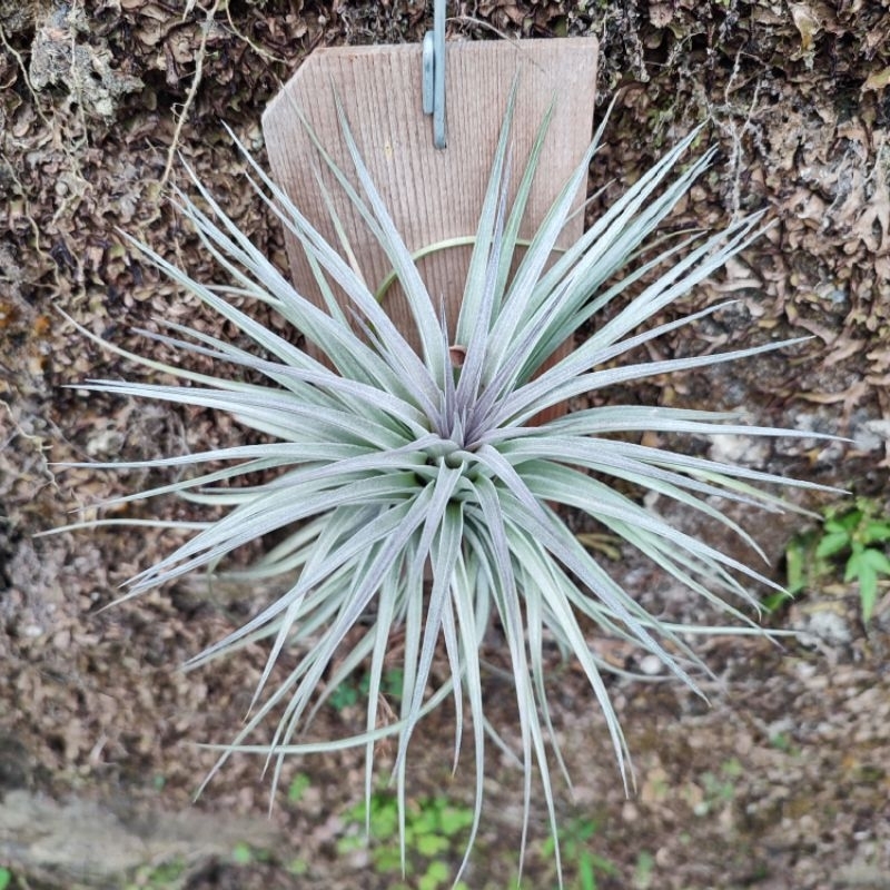 Tillandsia Cotton Candy