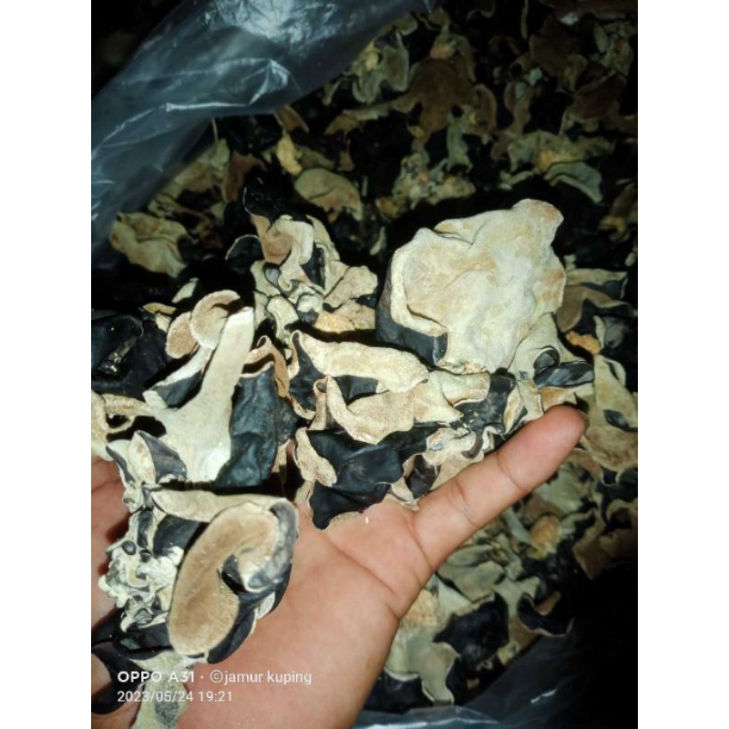 

jamur kuping kemasan1kg