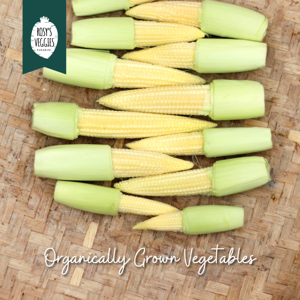 

Jagung Baby Organik | 200 gr