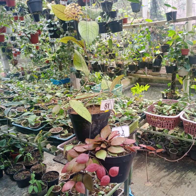 CO kak Natali Hoya walinianab dan sp tanggamus