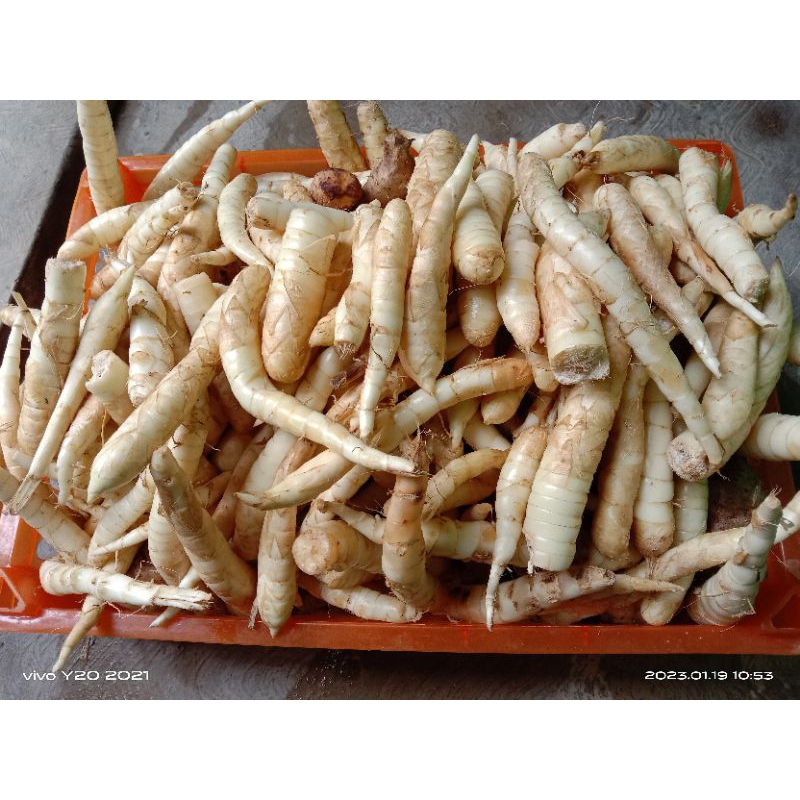 

UMBI GARUT ( UMBI ANGKRIK )